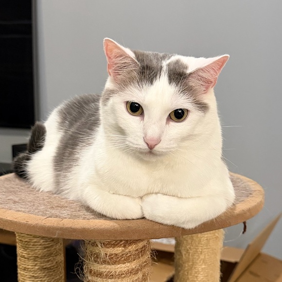 catze